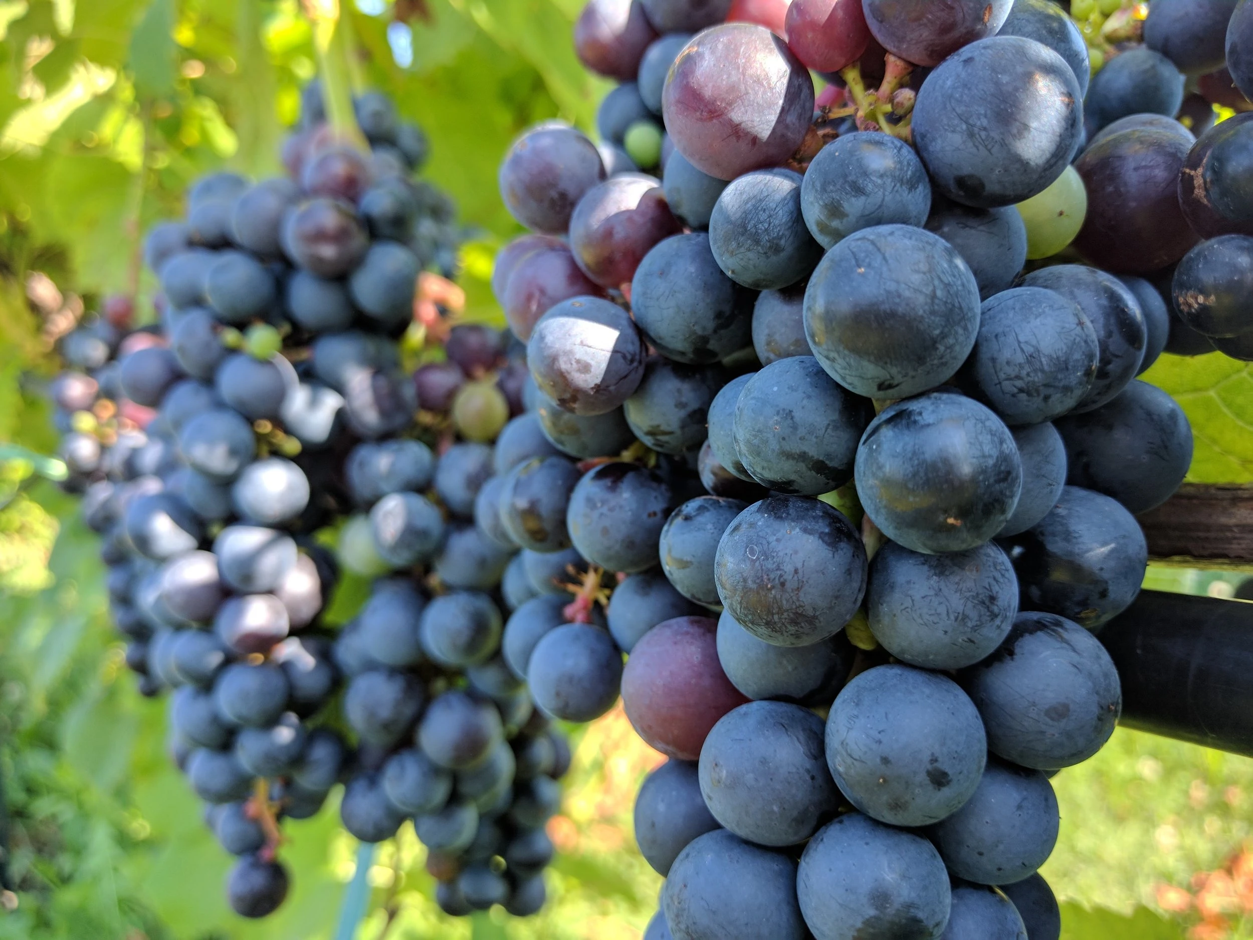 cloeta grapes